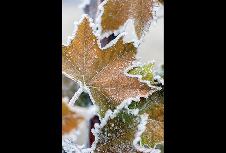 Maple tree leaves, just completing their autumn change from green to gold, get trimmed with a frosting of early winter ice.