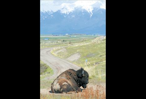 A full-grown bison bull lounges on a sunny spring day at the entrance to Red Sleep Mountain Drive. Park employees hope to open the drive to visitors May 11.