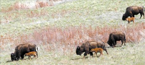 Several newborn bison and their mothers make their way down from the ridgeline as the afternoon sun begins to set.   