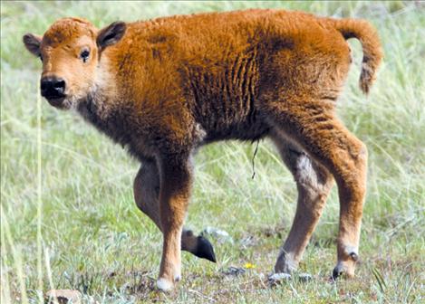  Right: A baby bison, complete with a still-attached umbilical cord, makes its way toward greener pastures.