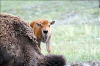 National Bison Range welcomes new website, bison babies