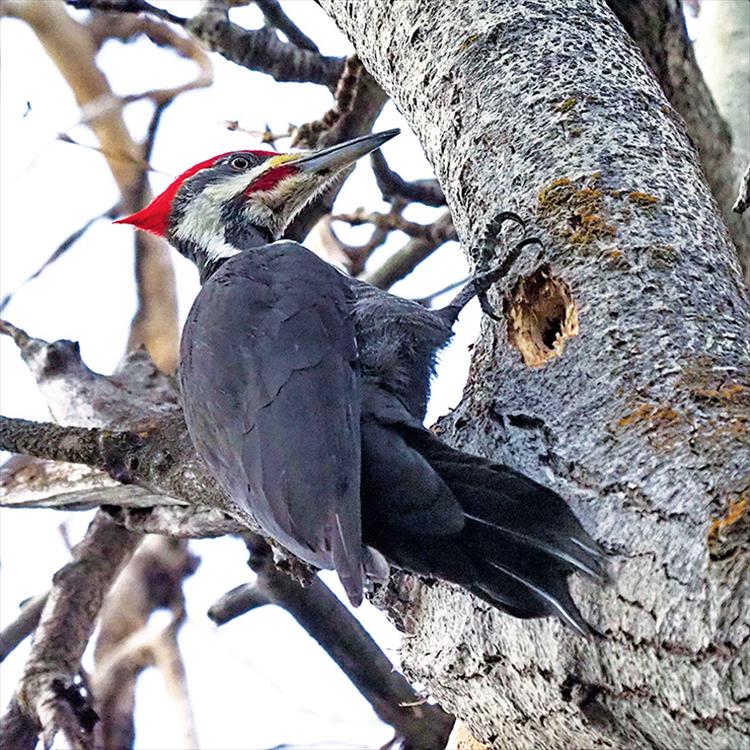 Persistent pecking