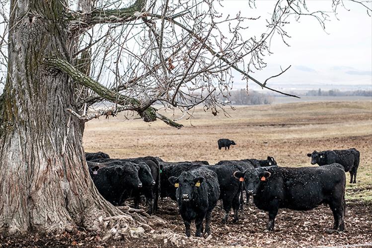 Cows near St. Ignatius huddle near an old tree while the snow tries to fall.