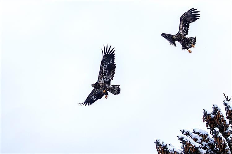 Winter flight