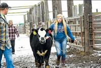 Market steers take first official trip over the 4-H scales