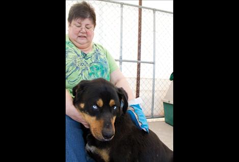 Angus, an 18-month-old shelter dog, is affectionately groomed by SKC’s Director of Nursing, Katie Willock. Willock’s love of animals led her to choose volunteer work at the animal shelter.