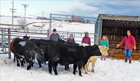 Coleton Sherman, left, Cloe Barron-Hoover, Brielle Zempel, Grace Elverud, Brooke Jackson, Claire Standley and Morgan Shepard move their scholarship heifers to another pen.