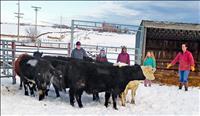 Western Montana Stockmen’s Association awards scholarship heifers