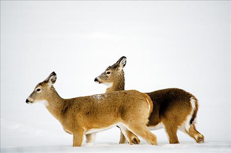 Whitetail deer make their way through deep snow in St. Ignatius.