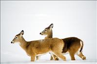 Deer, elk develop survival skills for harsh winter