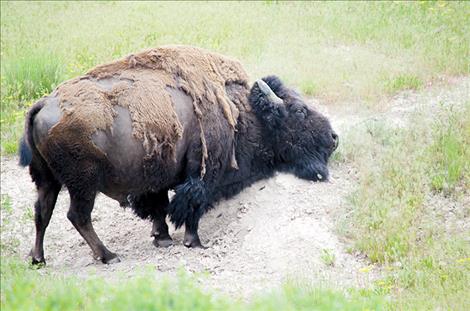 A bison sheds its winter coat at the National Bison Range in Moiese.