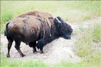 Bison Range 'logical addition' to tribal conservation lands