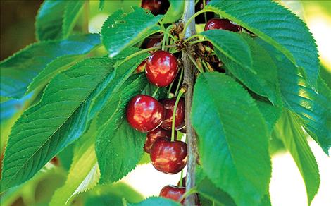 Lapin cherries are the mainstay of Flathead crops.