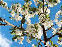 Flathead cherry crop expected to be later this season