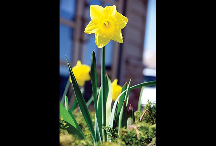 At last: After a long, white winter, spring daffodils bring color back to our area.