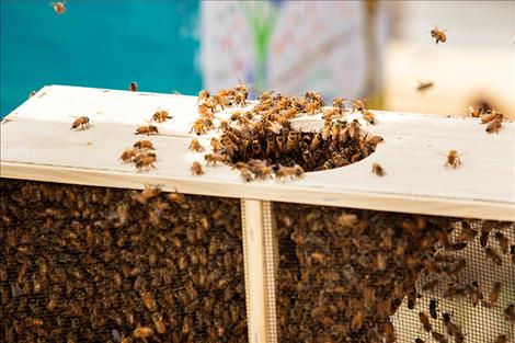 Honey bees cluster in a swarm ball in an effort to protect their queen.