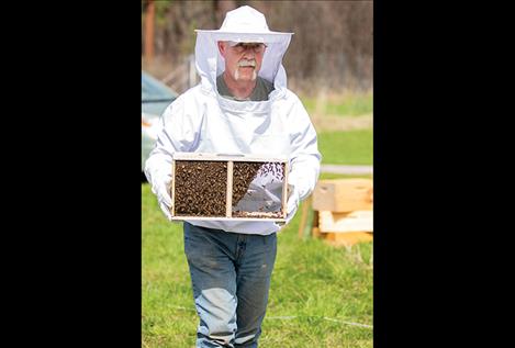 Veteran Bill Austin cautiously carries a box full of buzzing bees to their new home.