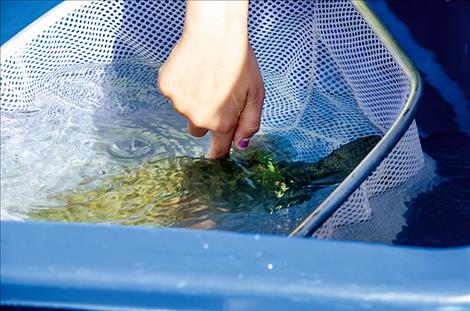 Live fish capture children's attention during the 33rd annual River Honoring. 