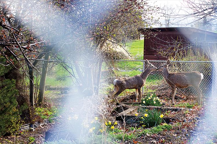 Garden party: Wild deer smooch