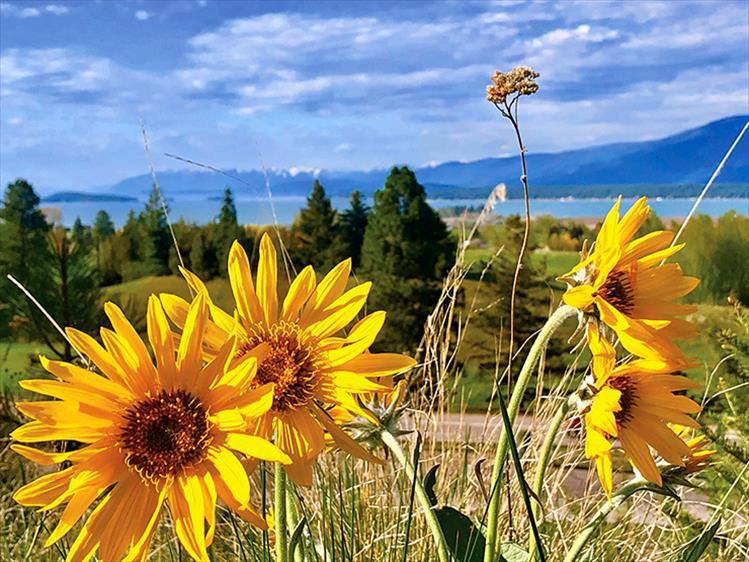 Arrowleaf Balsamroot, a member of the sunflower family, blooms along the bicycle path in Polson.