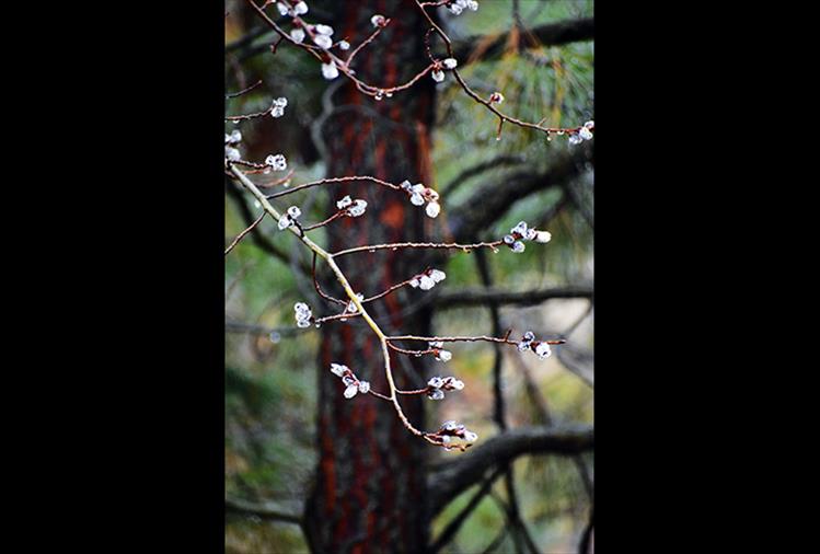 Budding branches: The furry catkins of a pussywillow provide photographic art.