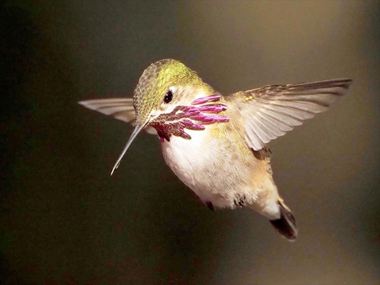Winged wonder: A male Calliope hummingbird is captured on camera in mid flight. Magenta rays on a male's throat are a distinctive feature of a Calliope. According to the National Audubon Society, this is the smallest bird in North America, measuring about three inches long and weighing about one-tenth of an ounce.