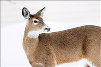 Libby whitetail tests positive for Chronic Wasting Disease 
