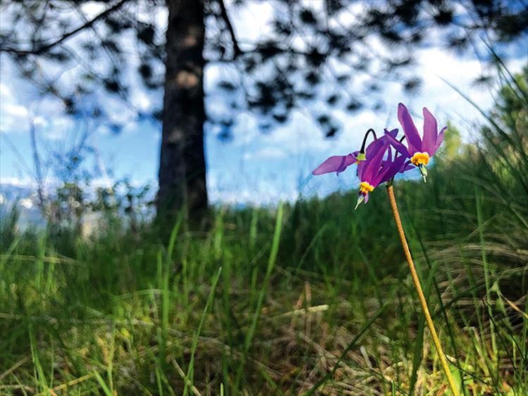 Purple pride: A wild shooting star flower stands boldly in a sea of green grass.