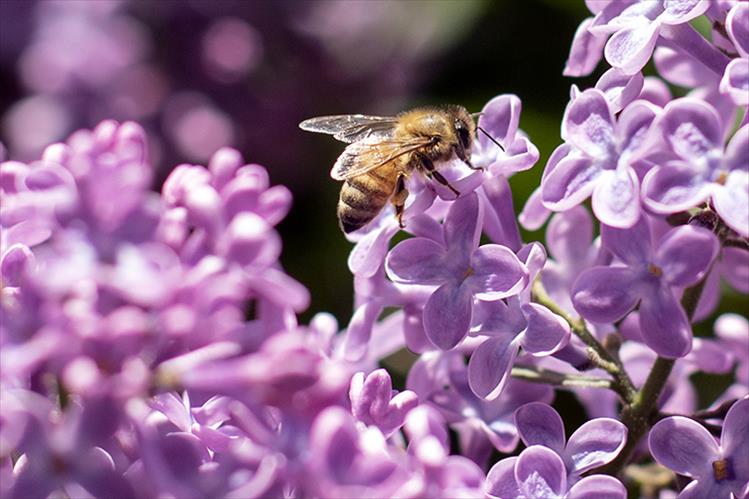 Busy: With the long winter over with, bees are busy making up for lost time.