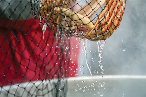 Dripping from a net, freshly cooked crab gets moved to buckets of ice.
