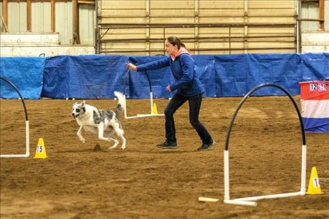 Handler Aspen McKee, a Polson freshman, directs Lego through a gate.