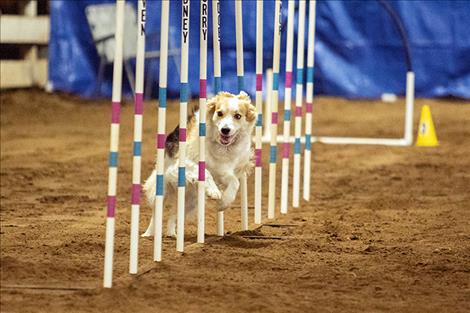 Tickle races through the poles during last weekend's dog agility competition in Polson.