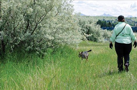 Julie Balch  with the Flathead  County Sheriff’s Office  watches as her dog  looks for human  remains during training. 