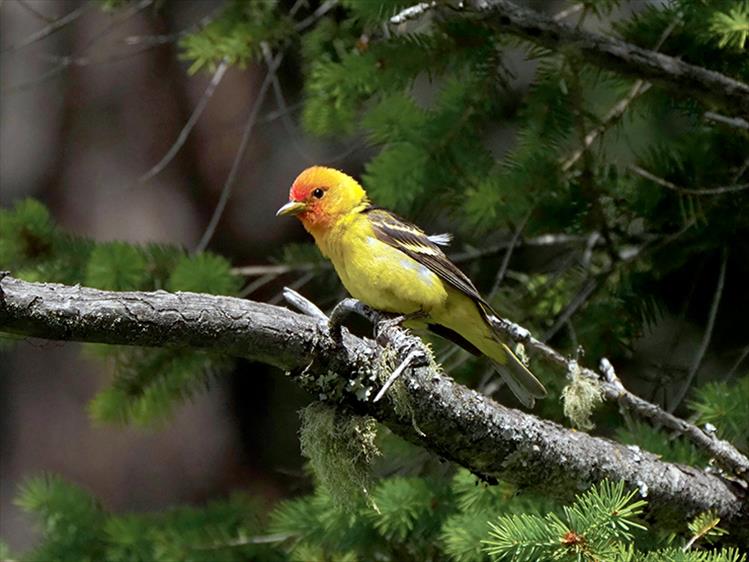 Raspy-voice singer: The male Western Tanager sings from high in the trees a hoarse and raspy-tone song consisting of a few short, burry up-and-down phrases, like it is asking and answering a series of quick questions.