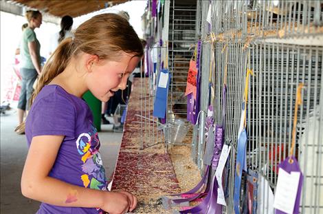   Chickens are on display at the fair.