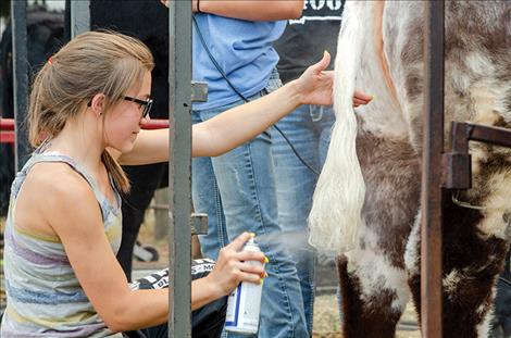Megan Evelo shapes her cow's tail into a perfect teardrop.