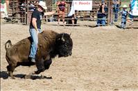 Bison take riders for a spin  during rodeo 