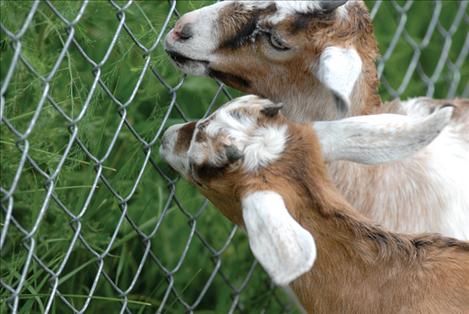 The grass is greener beyond a fence for two goats at the fair.