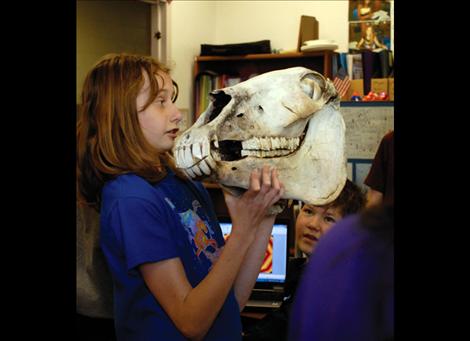 Sixth grader Ashley Turner displays a horse skull in Tamara Fisher’s class. All sorts of things end up in Fisher’s classrooms across the district, everything from Battlebots to novels to skulls.