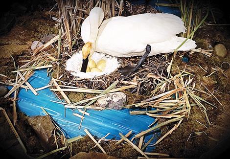 Ninepipes Museum features swans