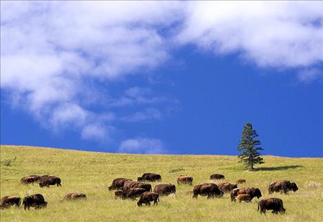 National Bison Range