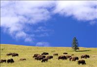 Management plan for National Bison Range announced