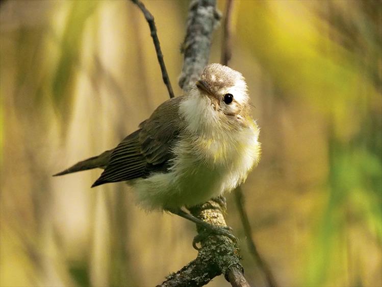 juvenile warbling vireo