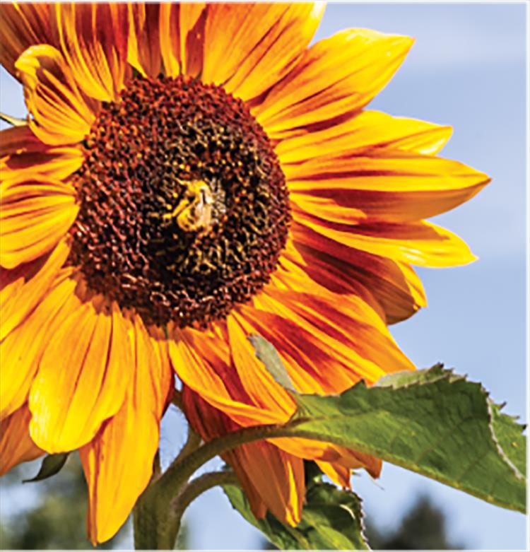 On the bright side - A busy bee covered in pollen makes the most of a calm, sunny day.