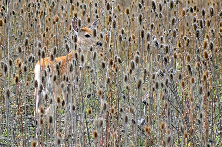 Spotted - A field of teasel provides good cover for a spotted fawn.