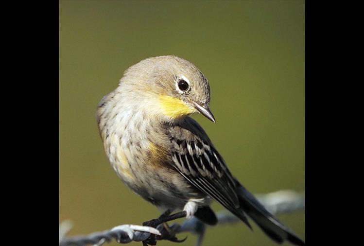 Who, me? - A yellow-rumped warbler strikes a coy pose.