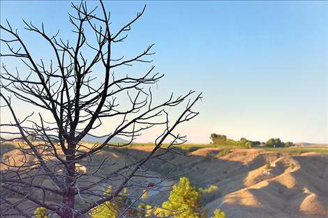 A charred tree from the Moss Fire still stands southwest of Ronan.