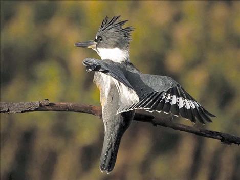 A female belted kingfisher searches for trout.