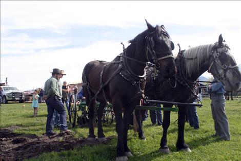 A draw horse team stands ready to plow.