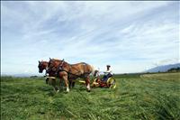 Horse Sense: Participants excited to learn old ways in a new light